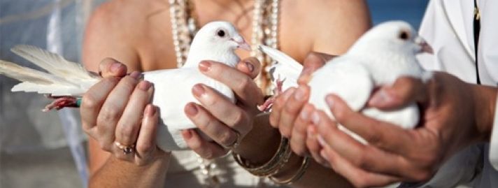 Białe gołąbki na ślubie - romantyczna inspiracja czy zbędny wydatek?